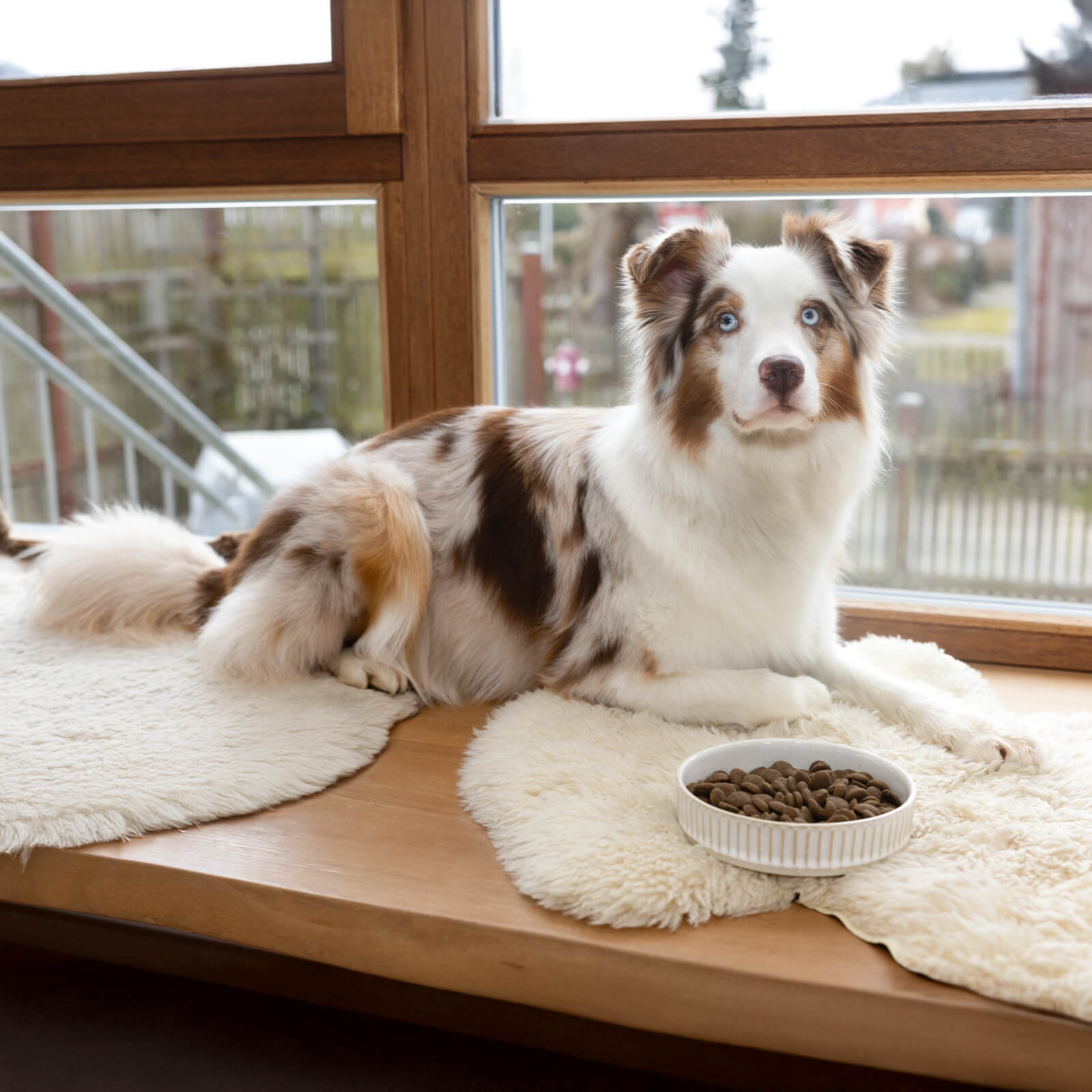 ADULT MIT GEFLÜGEL, LACHS & RIND