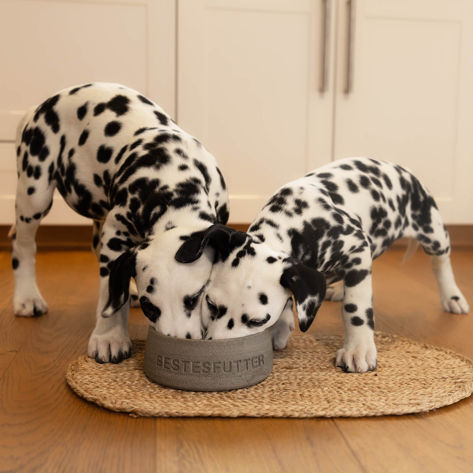 ALL LIFE STAGES MIT LACHS